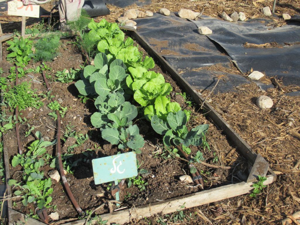 ���� �����